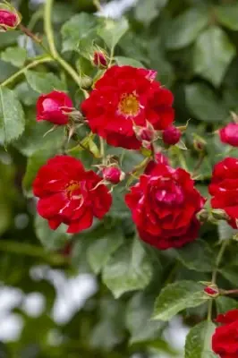 ROSA 'Crimson Shower'