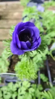 ANEMONE coronaria 'Harmony Blue'