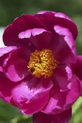 PAEONIA lactiflora 'Doctor Alexander Fleming'