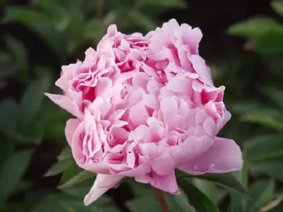 PAEONIA lactiflora 'Sarah Bernhardt'