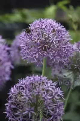 ALLIUM stipitatum 'Violet Beauty'