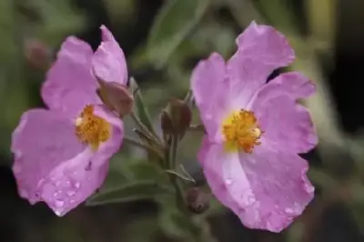 CISTUS x argenteus 'Silver Pink'