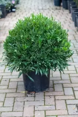 LAURUS nobilis angustifolia