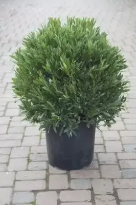 LAURUS nobilis angustifolia