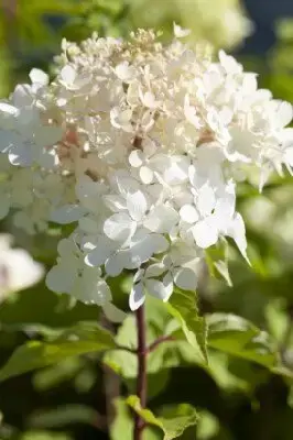 HYDRANGEA paniculata 'Grandiflora'