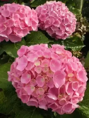 HYDRANGEA macrophylla 'Forever & Ever Pink'