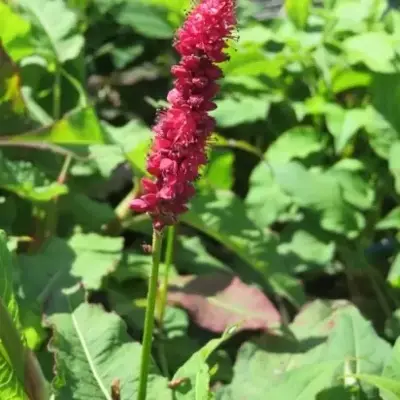BISTORTA amplexicaulis 'Rosea'