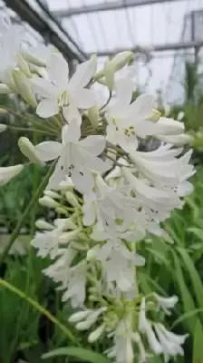 AGAPANTHUS africanus 'Albus' - image 1