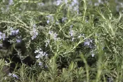 ROSMARINUS officinalis 'Prostratus'