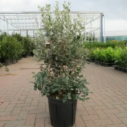 FEIJOA sellowiana - image 1