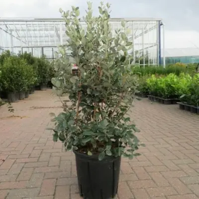 FEIJOA sellowiana - image 1