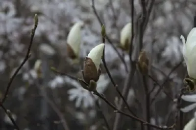 MAGNOLIA denudata - image 3