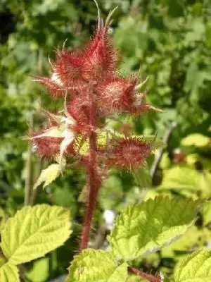 Rubus phoenicolasius (JAPANESE WINEBERRY)
