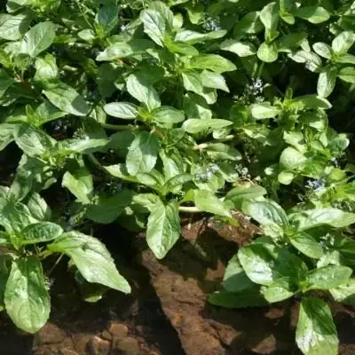 VERONICA beccabunga
