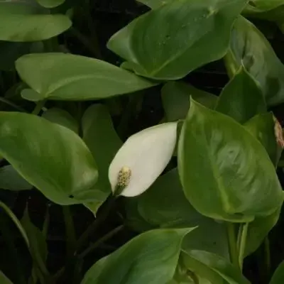 CALLA palustris