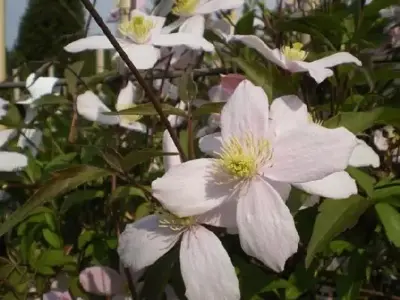 CLEMATIS 'Fragrant Spring'