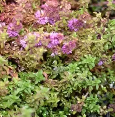 Mentha pulegium (PENNYROYAL MINT)