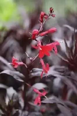 LOBELIA cardinalis 'Queen Victoria'