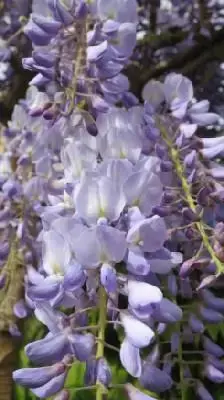 WISTERIA sinensis 'Prolific'