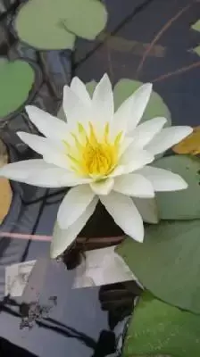 NYMPHAEA alba