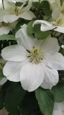 CLEMATIS 'Guernsey Cream'
