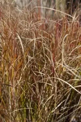 ANEMANTHELE lessoniana 'Sirocco' - image 1