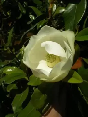 MAGNOLIA grandiflora 'Praecox' - image 1