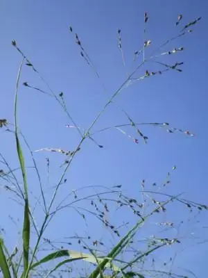 PANICUM virgatum 'Prairie Sky'