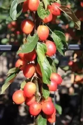 MALUS 'John Downie'