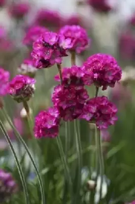 ARMERIA maritima 'Armada Rose' - image 1