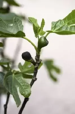 Ficus carica 'Brown Turkey' (FIG) - image 2