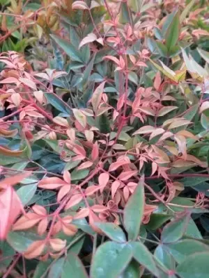 NANDINA domestica 'Gulf Stream'