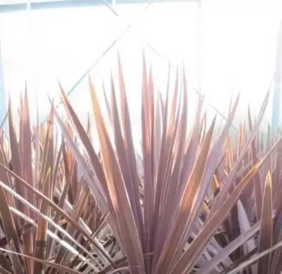 CORDYLINE 'Red Star'