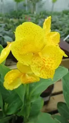 CANNA 'Happy Emily'