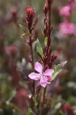 GAURA lindheimeri 'Geyser Pink'