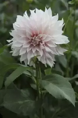 DAHLIA 'Cafe au Lait'