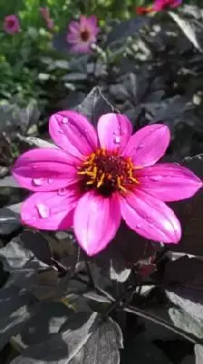 DAHLIA 'Happy Days Purple'