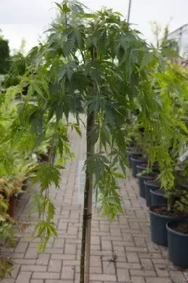 ACER palmatum 'Omurayama' - image 2