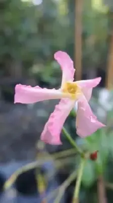 TRACHELOSPERMUM asiaticum 'Pink Showers' - image 1