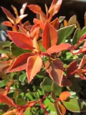 PHOTINIA x fraseri 'Chico'