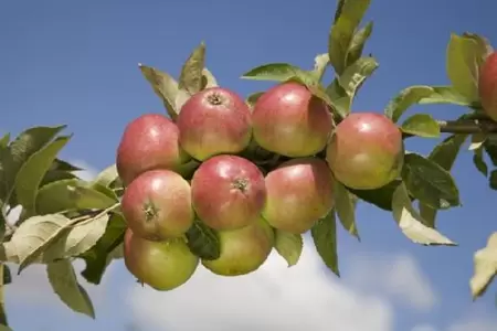 Malus domestica 'Worcester Pearmain' (Apple)