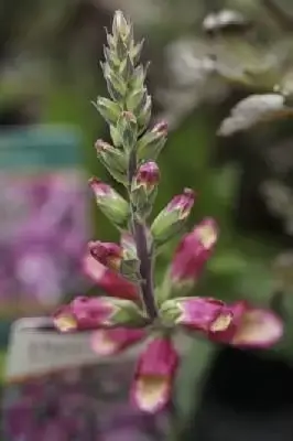 DIGITALIS 'Illumination 'Berry Canary'