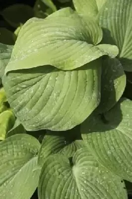 HOSTA 'T. Rex'