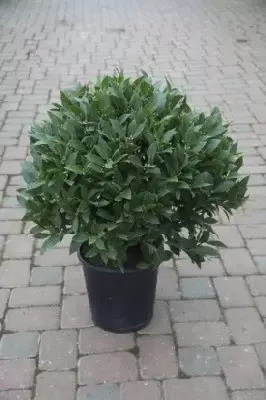 LAURUS nobilis Ball