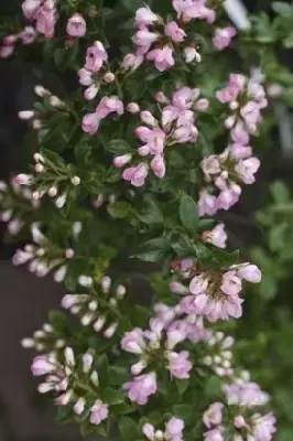 ESCALLONIA 'Apple Blossom'