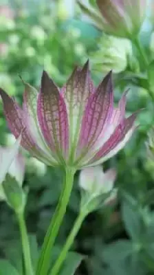 ASTRANTIA major 'Sparkling Stars Pink'