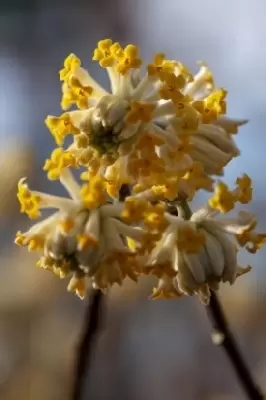EDGEWORTHIA chrysantha 'Grandiflora'