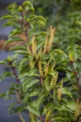 PRUNUS lusitanica 'Brenelia' - image 3