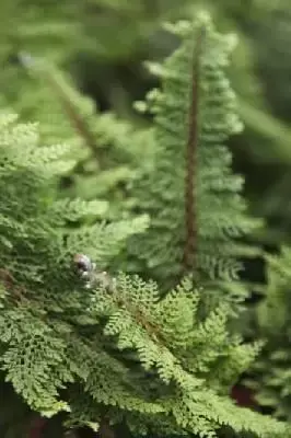 POLYSTICHUM setiferum 'Plumosum Densum' - image 1
