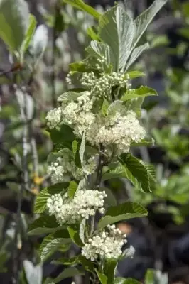 SORBUS torminalis